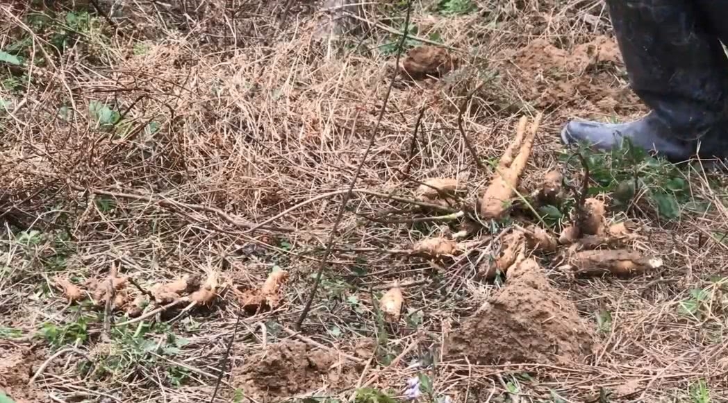 山上这种野货无人识，市场卖几十块钱一斤，是非常滋补的好药材