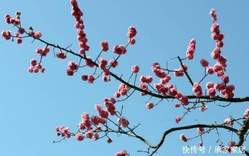  冬季：这三种绿植十分喜爱冬季，天气越冷长势越好，轻松养到来年