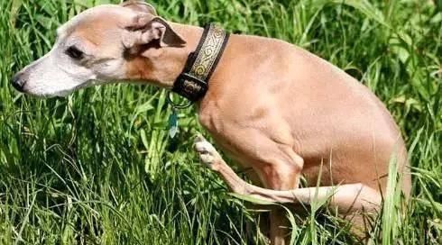 信号:狗狗这些情况,不是在卖萌而是在“喊救命”,你收到了吗?