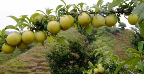  果实：这果实长得像黄金，5个就卖100元，农民：不想种植