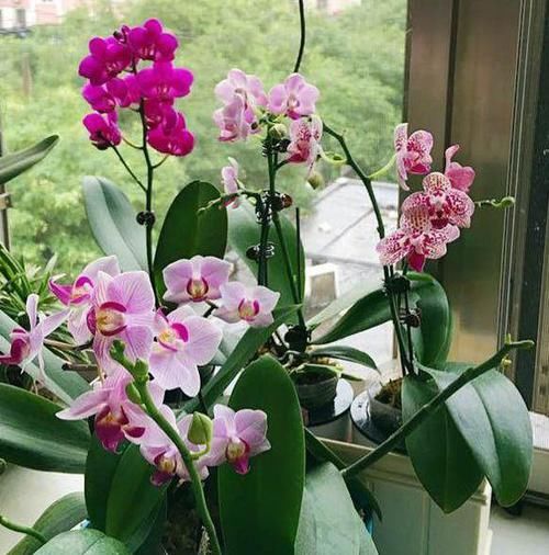  『调整』家养蝴蝶兰，“十二分细心”调整，花苞一起爆，齐刷刷，花满枝