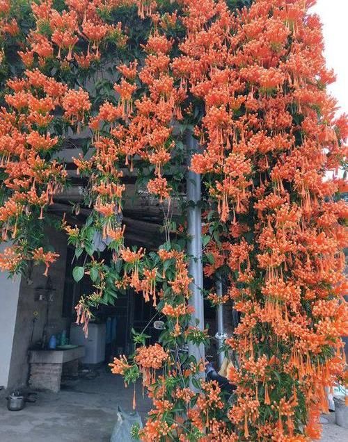  「开成」养棵“炮仗花”，花开3季，阳台开成花园，花瓣漂亮，不怕低温
