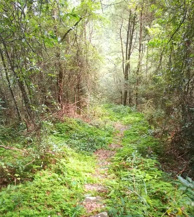  「大若岩镇」温州芙蓉岭古道，浙江省十大人文古道之一