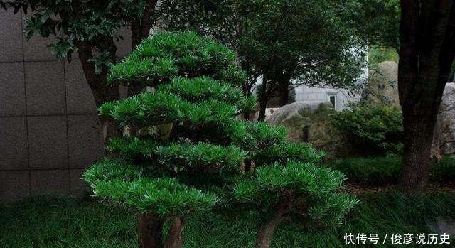  枝条■种棵罗汉松，招财又长寿，嫌太贵自己种，一根枝条就能活！