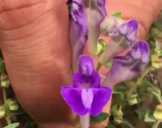  「野花」这野花生长在山上，以前被农民用来喂牛，如今却是珍贵