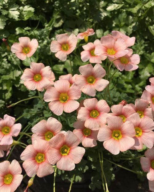  试试■新手不知道养什么花，试试这几款，皮实好养，漂亮好养，美艳动人