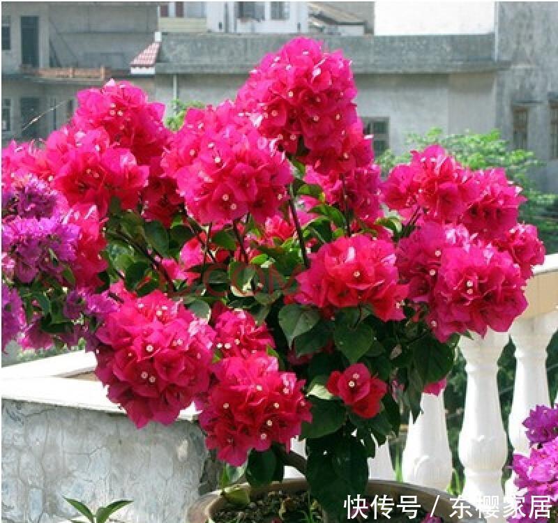  『漂亮』此花花色艳丽，花期长，开花量繁多，花朵形状美丽特别，漂亮美丽