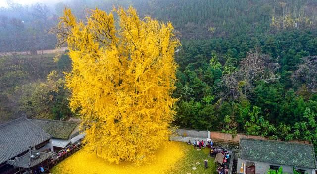 唐太宗手植银杏，屹立千年变成网红景点，免费观赏每日仅限3000人