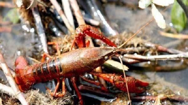  【小龙虾】小龙虾怎么养出来的？小龙虾的养殖技术分享