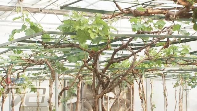  「农业生产」阳台变田园 盆栽蔬菜你家阳台有吗