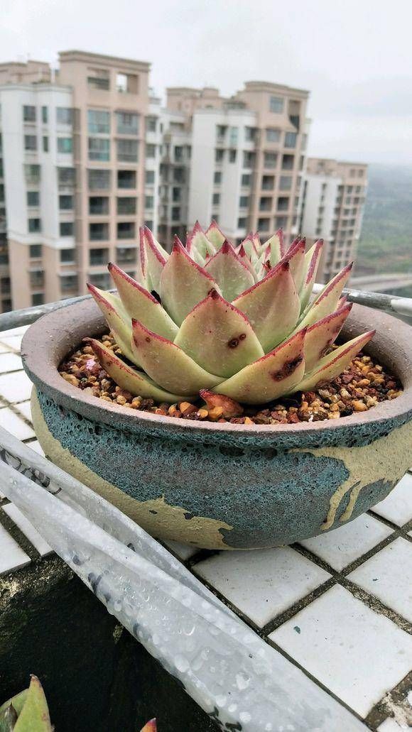  #肉语#肉圈里的多肉“暗语”，这些你都知道吗？教你学说肉言肉语