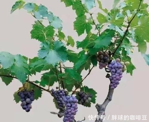 『柿子』阳台几种水果盆栽,比花还美,不仅能欣赏还可以吃,一举两得。