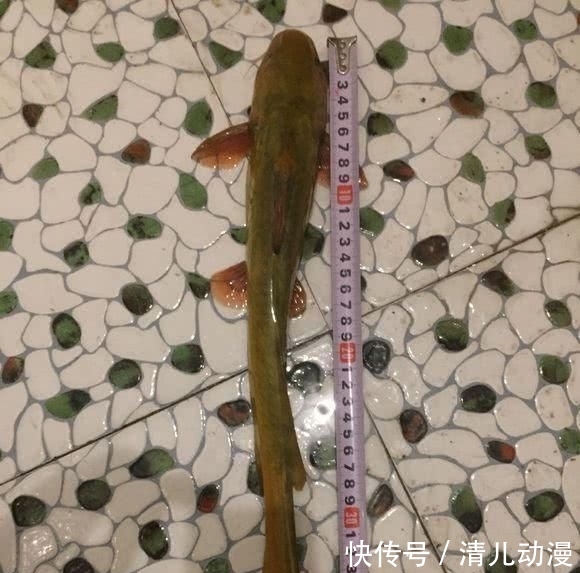  「钓友」长江钓到“超长黄颡鱼”浑身金黄鱼鳍泛红，钓友：两根筷子那么长