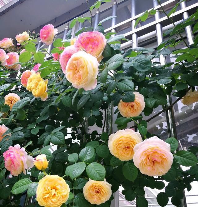 【詹森的花】此种观赏花卉,一树多色花,全年花开不停,种植容易,盆栽也可以