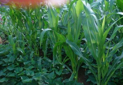  [玉米]老农乐了，玉米地里套种模式，提高玉米产量，比单一种植