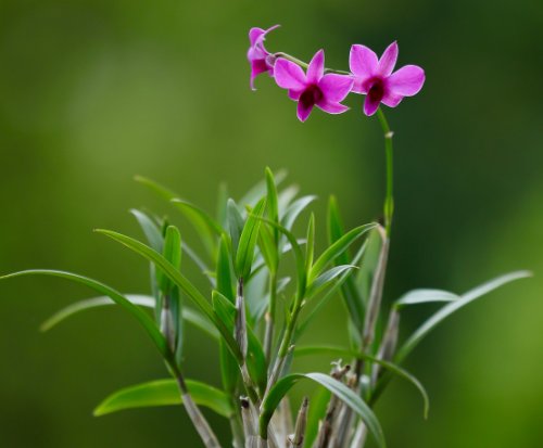  【老人】适合中老人养的4种花卉，修身养性又健康，香气扑鼻招财纳福！