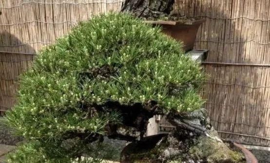 岁寒三友，一组松树盆景佳作欣赏