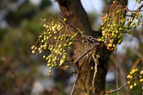  枣子■小时候在农村很常见的楝树，用处很多，为什么现在越来越
