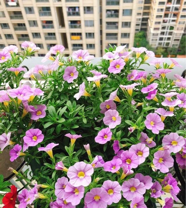 「摘心打顶」百万小铃的养殖方法和注意事项