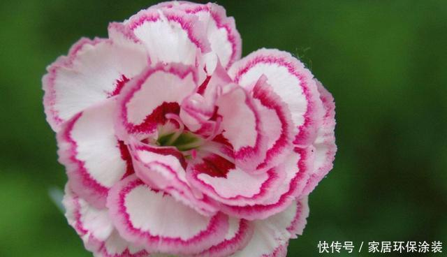  「韵味」3种花适合家养，四季开花爆盆简单，开花韵味十足，家里养出花园