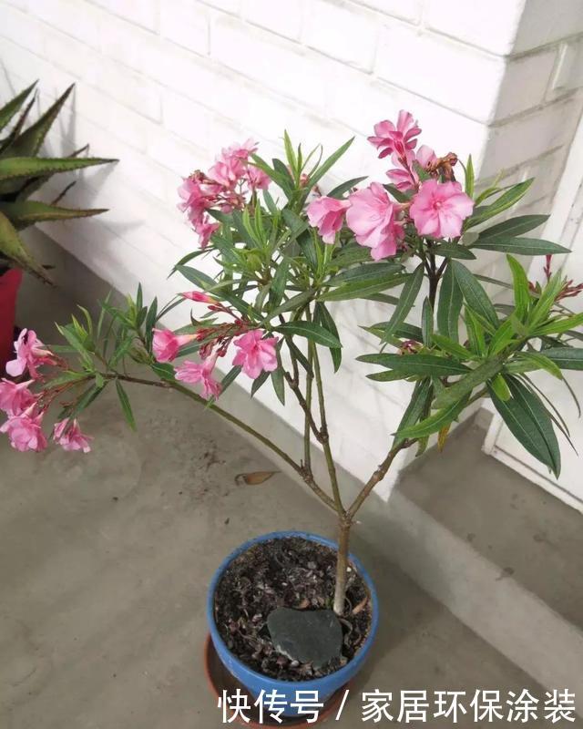 『赶紧搬』卧室养花需谨慎,这五种花千万不能养,卧室植物如何挑选?
