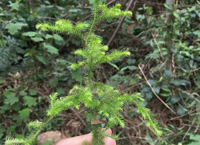  [接骨草]它便是珍贵的“筋骨草”，山里见到，请别采摘，目前野