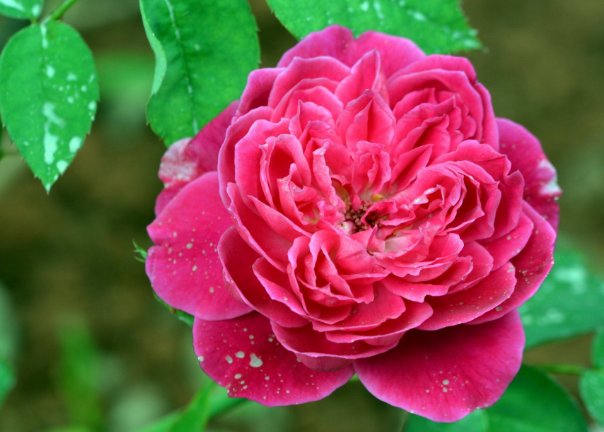  阳台■阳台上养这些花朵，四季开花不断，花朵五颜六色，漂亮又好养