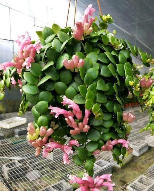 【旱金莲】适合挂在空中养的5种植物,半个月浇一次水,开的花跟大花球一样