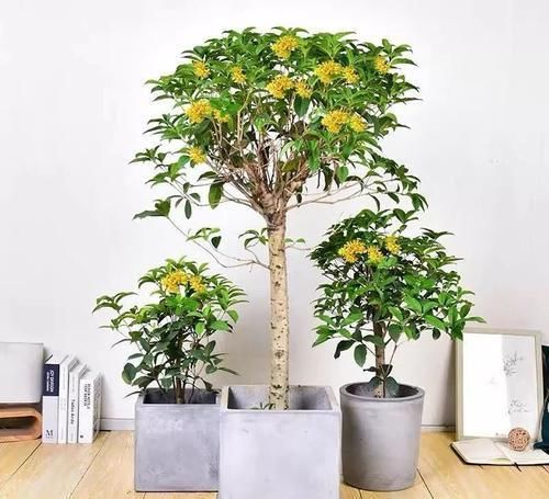  『药用价值』人养花，花养人，医生喜欢养的八种花，家里养一盆，清雅又健康！