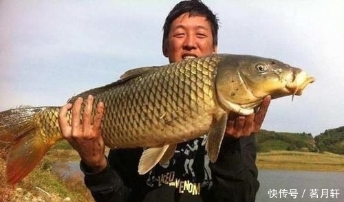  【把握】钓鲤鱼为什么难?因为没有把握好窝料、调钓、饵料,造成鱼难钓