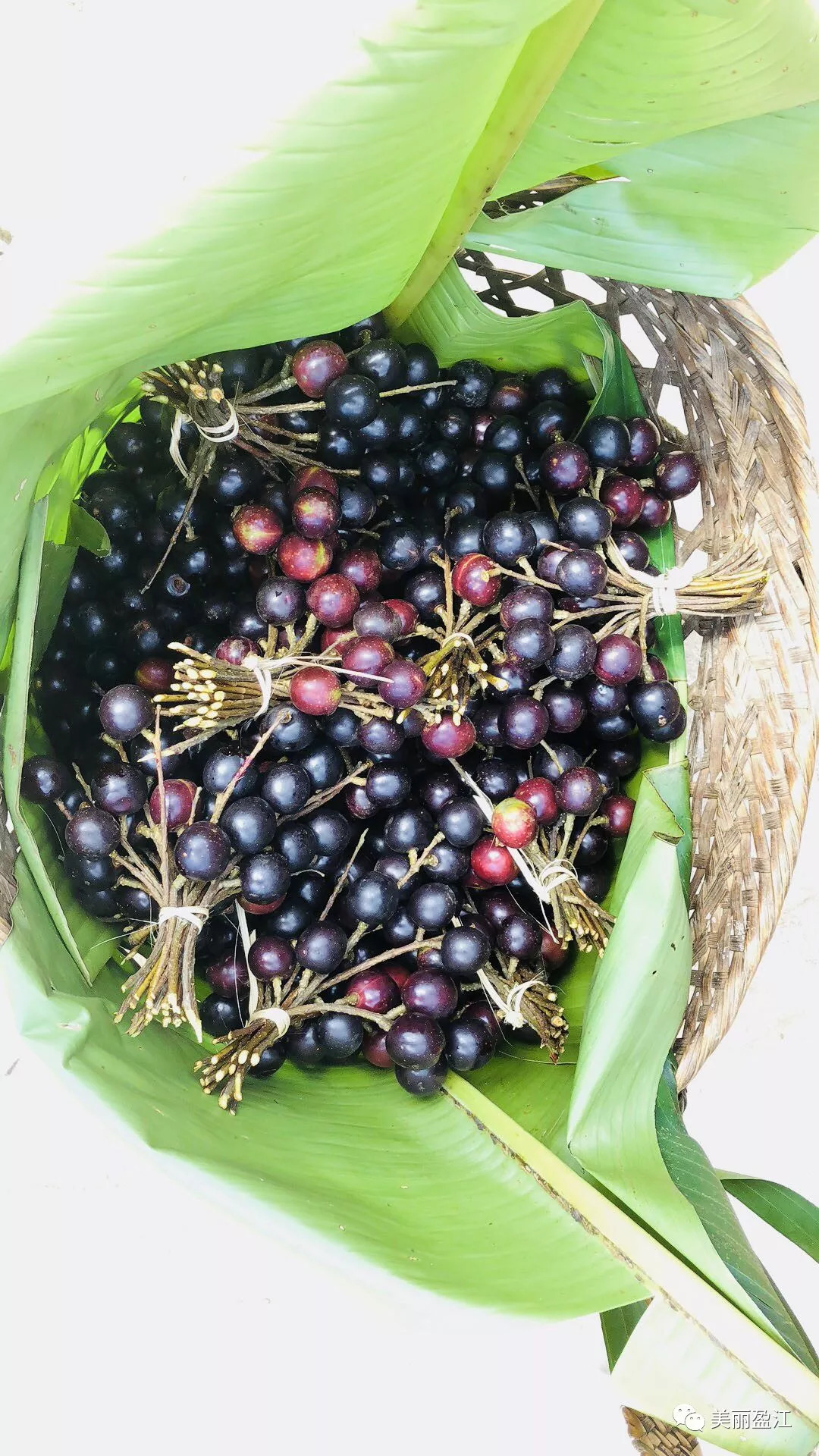 德宏盈江有个＂云端上的寨子＂