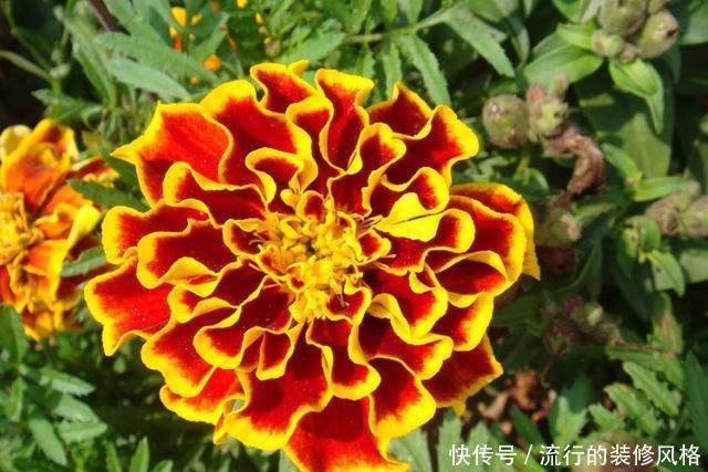 【家里】在家里养花,就选择此3种,颜色丰富花色艳丽,简单养护就爆盆