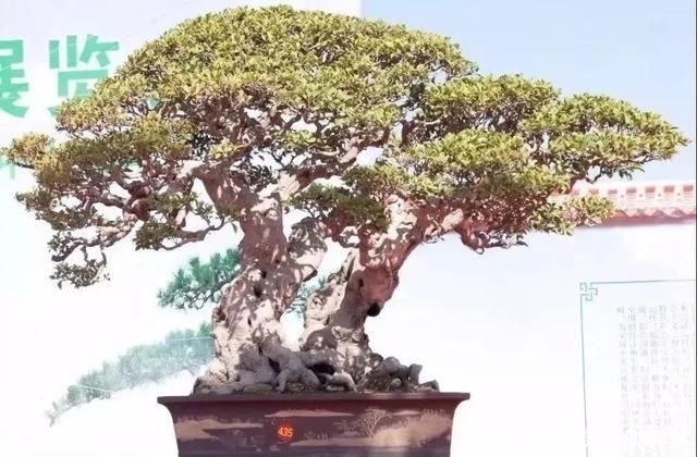  [栽种盆景]玩盆景，已成为当下追求高品质生活的一股潮流