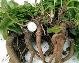 农村这种野草，根部似萝卜过去没人重视，现在价比黄金