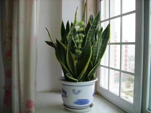 「发财树」8种四季常绿的植物,出差一个月回来还长得很好