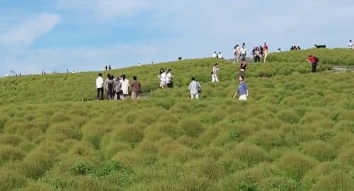  全身@这植物全身都是“宝”，在中国被视为野草，在日本却身价翻倍！