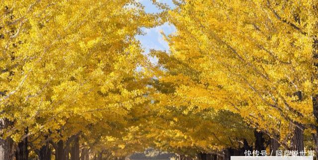  【镇宅】农村四大镇宅之树是什么？种在哪个位置可以旺宅？