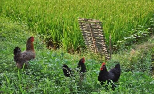  利润@土鸡利润那么高，为什么很多养殖户还是亏损！主要原因有两