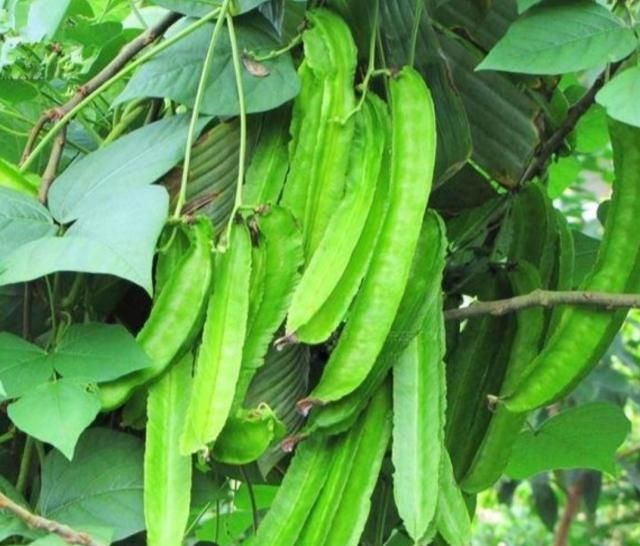  种植|种植四棱豆效益好，亩产4000斤，减去成本一亩能赚四五万块