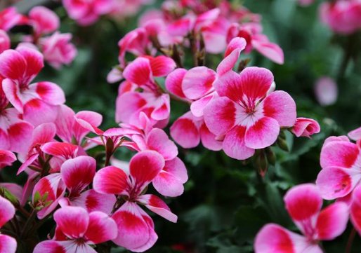  『邻居』这4种花卉，花期长花量大，养在阳台美如铃铛，邻居看了羡慕不已
