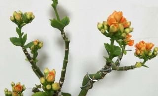  玉树：长寿花教你一招，老桩来的快，开的花也多，现在养护正当时！