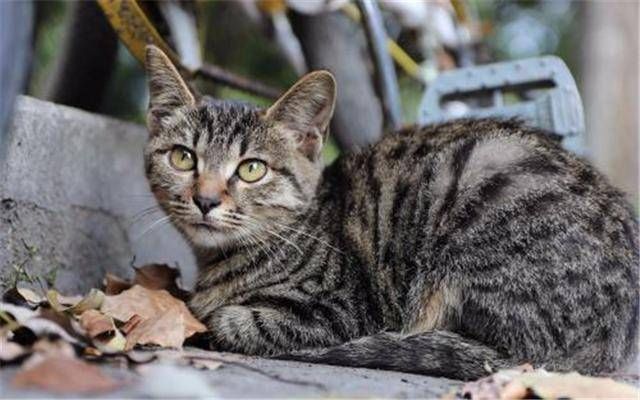 『 些谣言』因主人误信谣言，猫咪：我们不会染上新冠肺炎，狸花猫一家被抛弃