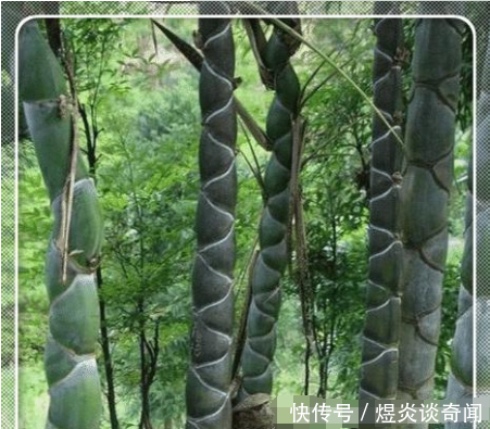 男子上山砍竹,发现竹子十分奇怪,专家鉴定后男子开心坏了,网友：