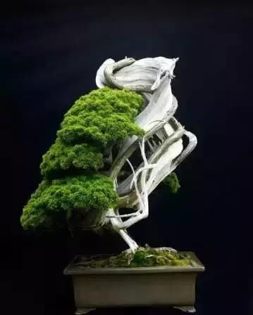 盆景展 ,美美美 !