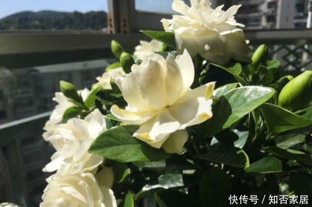 黄泥栀子花|新手想养栀子花,先摸清“门道”,不然买回来黄叶落花苞,难养