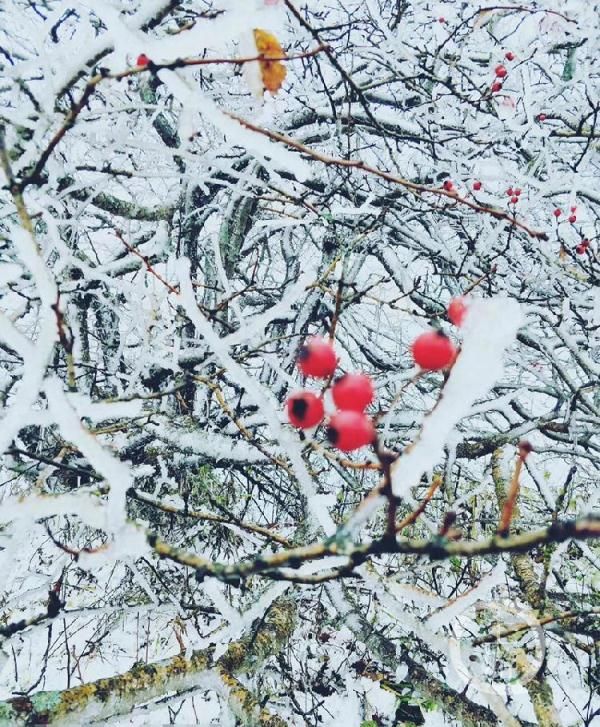  「哇塞」哇塞！重庆2019年第一场雪来了 城口喜降瑞雪