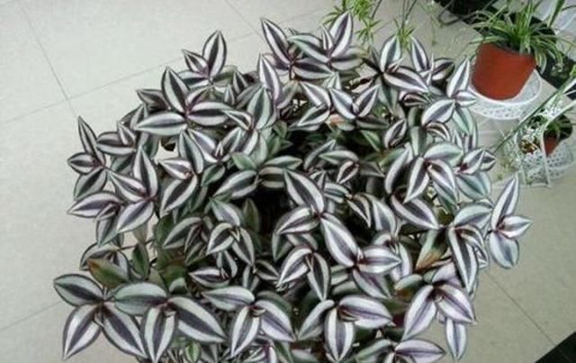  #绿萝#这4种垂吊花,一年能开300多天,漂亮又好养,别养绿萝多肉了!