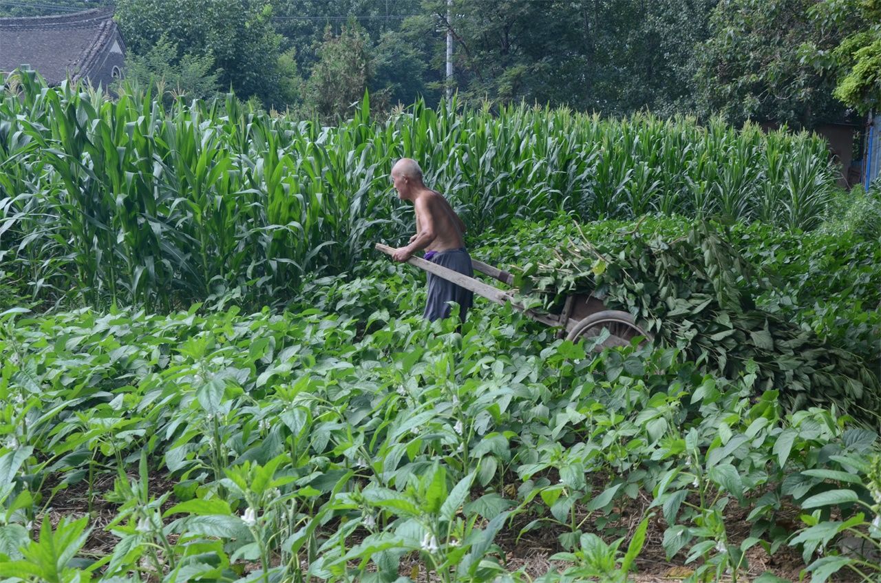 农村七旬老人植桑制杈50年，一年做五百杆桑杈，感叹手艺要消失