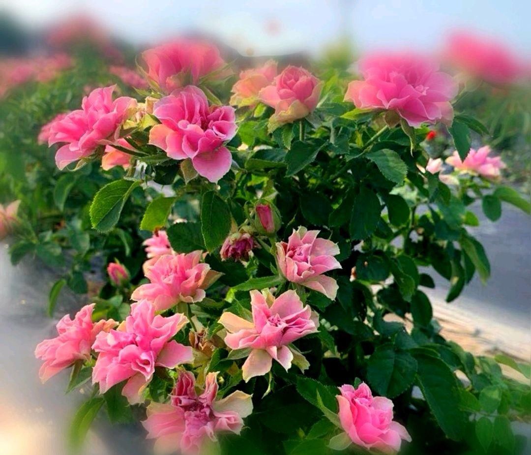  『花形』此花有着优美的花形，宛如开在风中的莲花