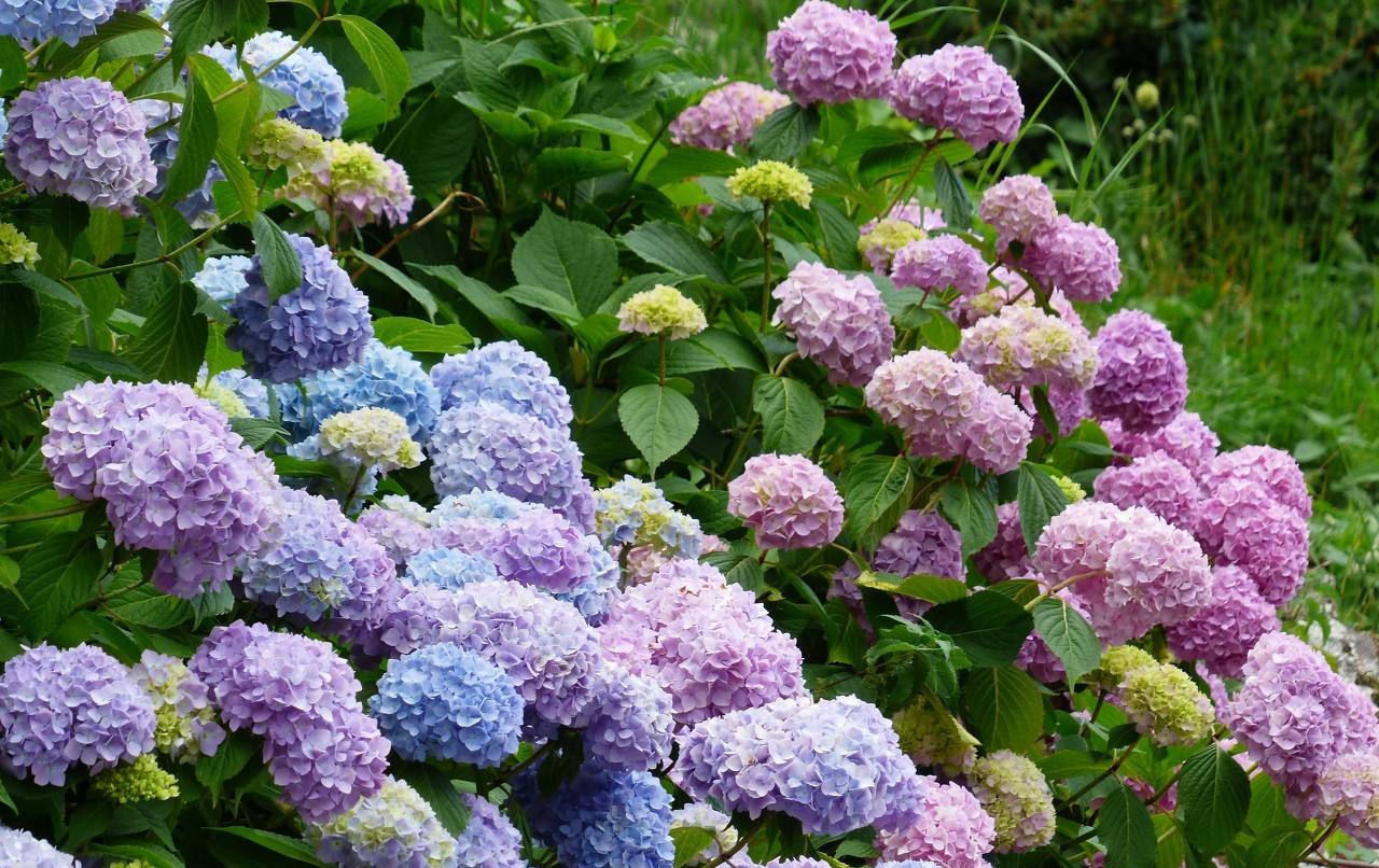  「绣球」绣球花开花稀拉拉,一剪一补一遮,轻松爆成大花球!